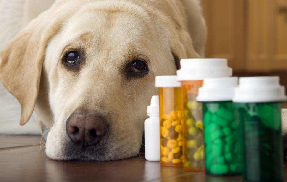 Pet medication and supplement