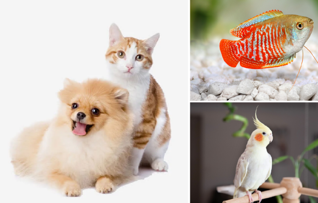 Smart pet care by pet type