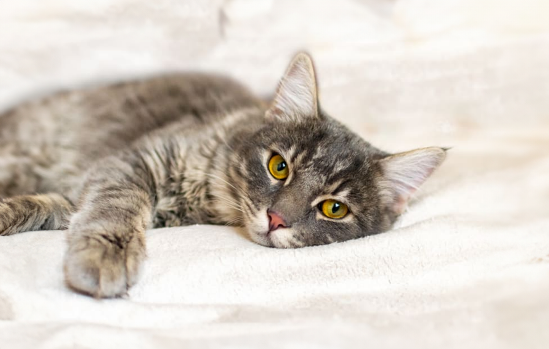 considerations from cat and cat owner