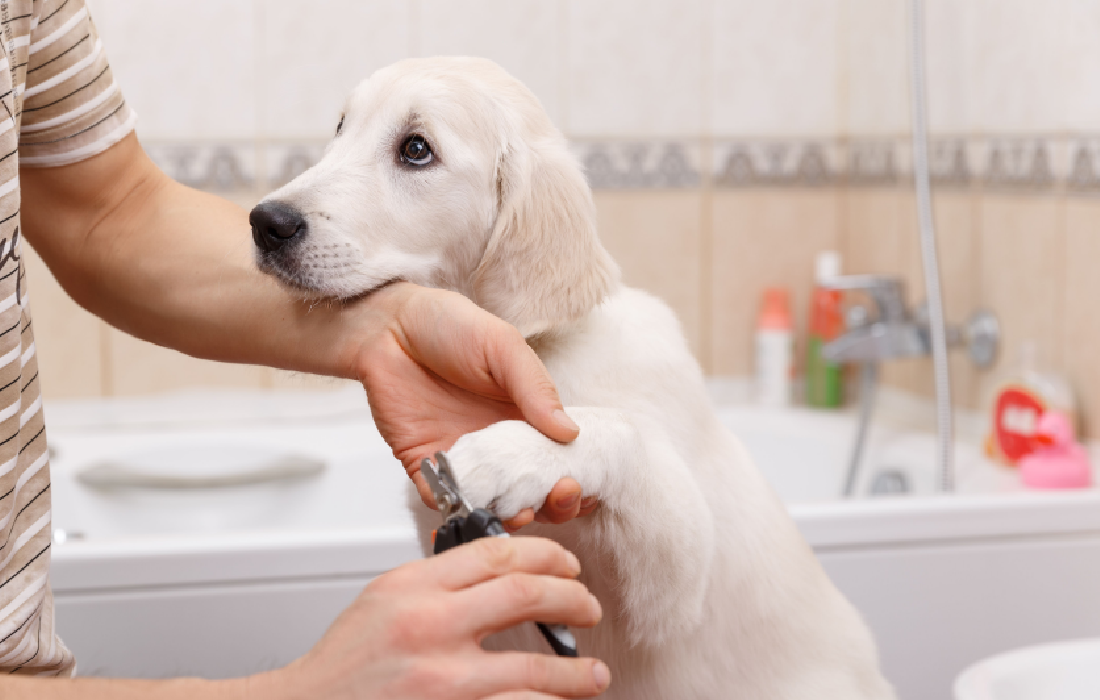 Pet grooming