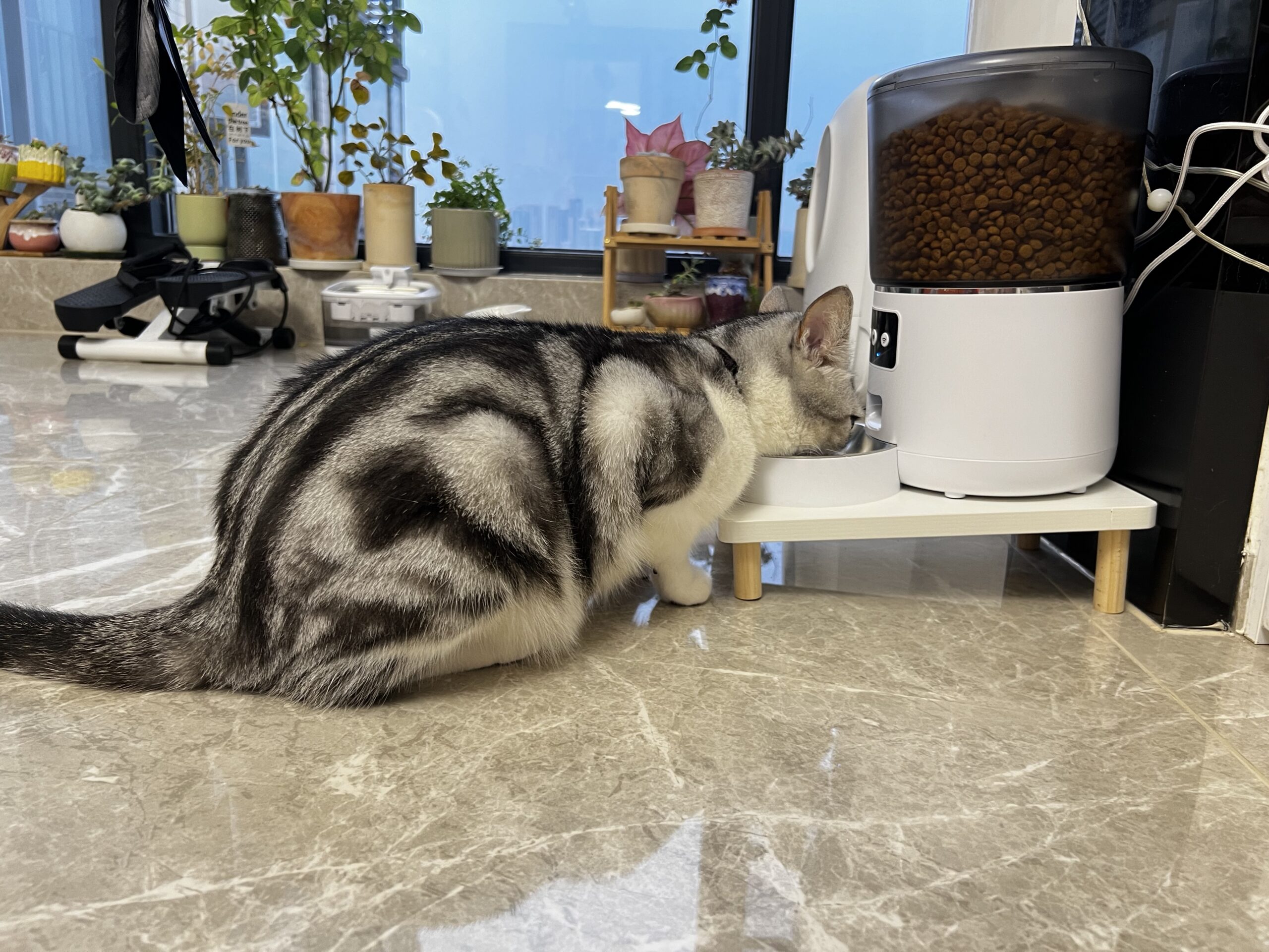 cat routine feeding