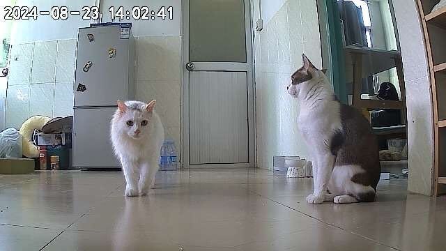 Pets in the camera of the smart pet feeder
