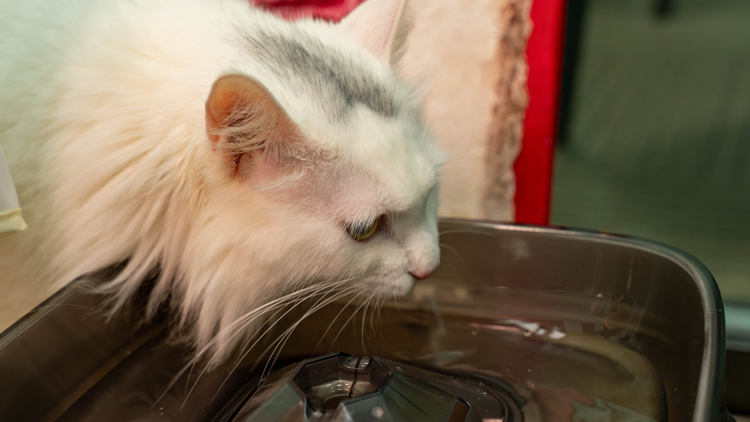 large water bowl allow multi-cat drinking together