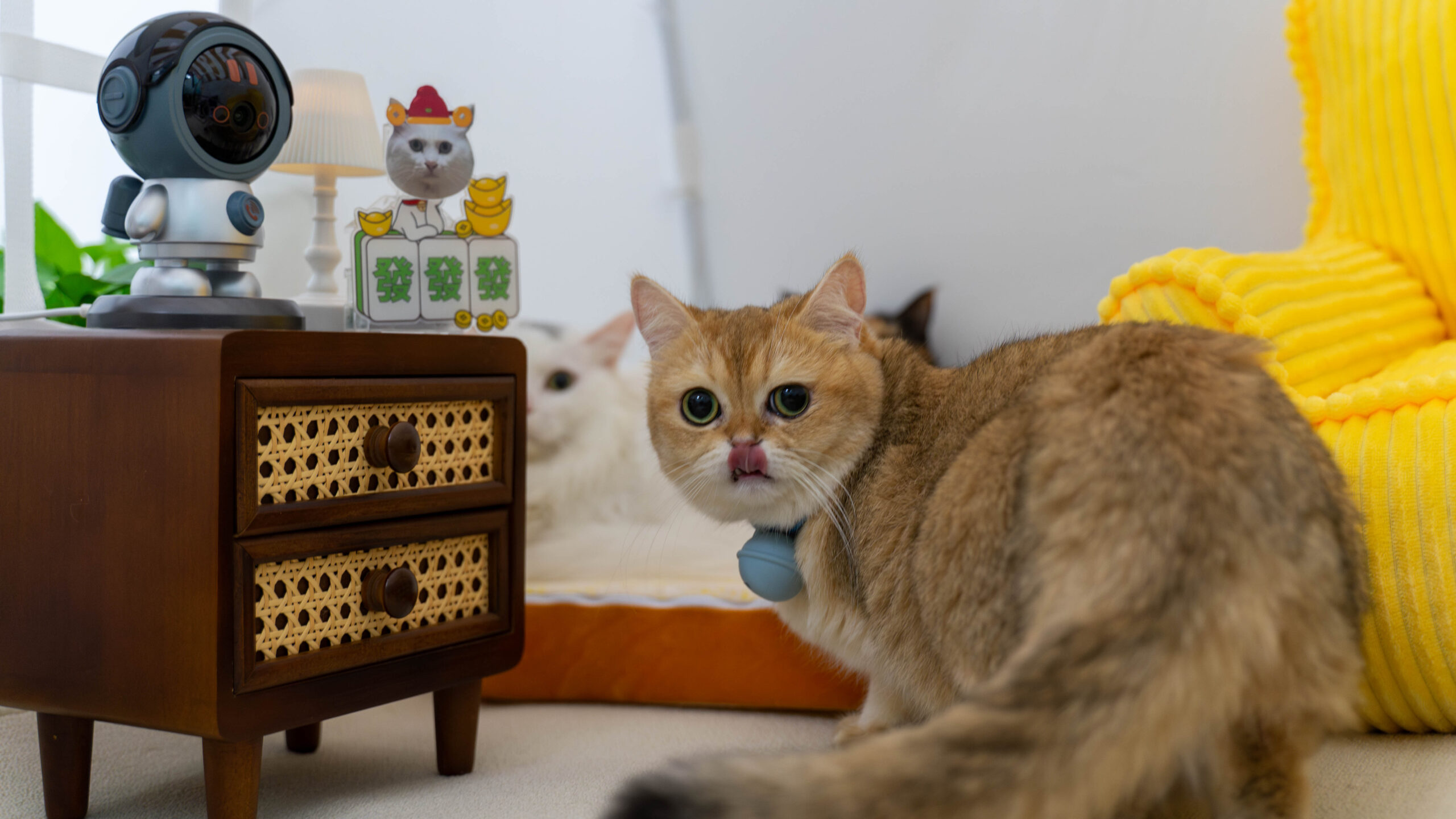 Pet indoor camera can record pets