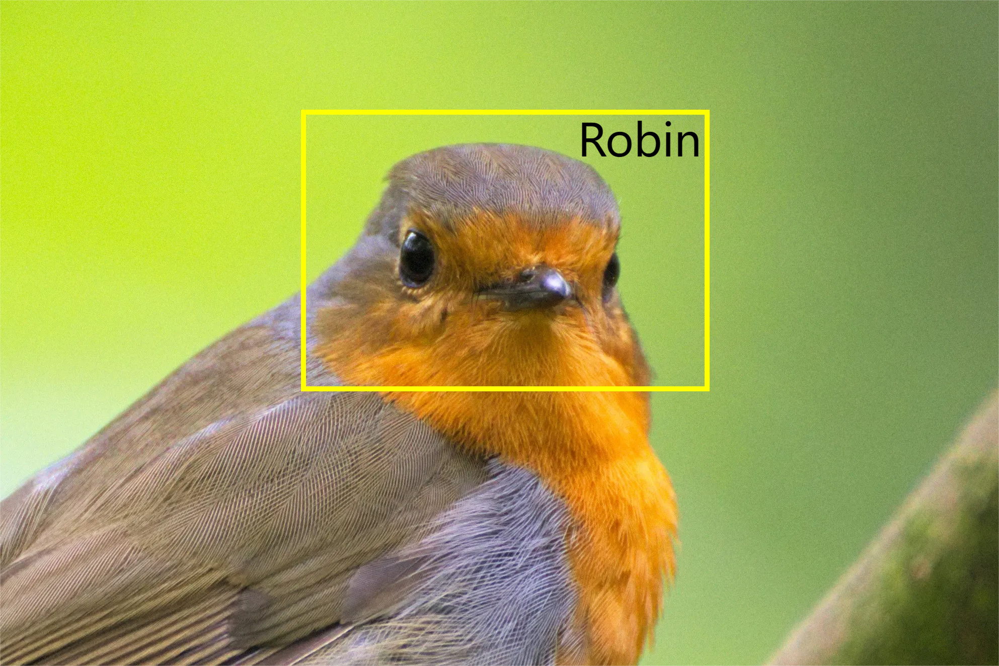  ai bird recognition indentified a Robin