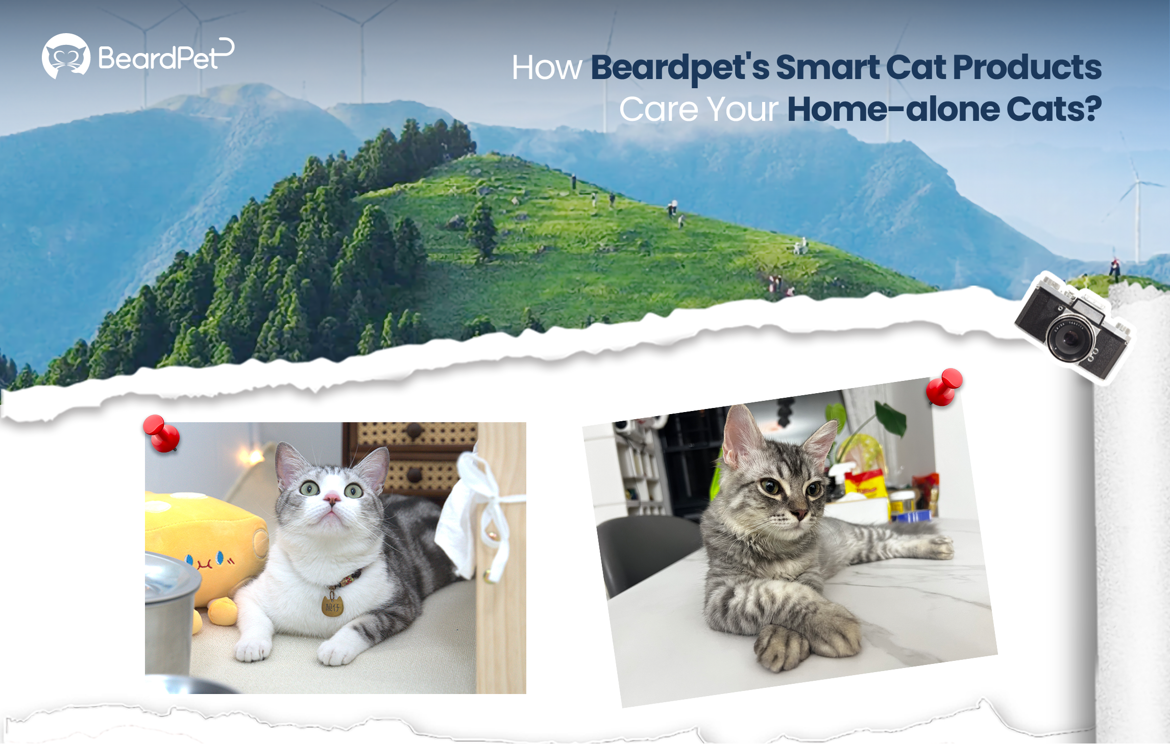 How Beardpet's smart cat products care your home-alone cats