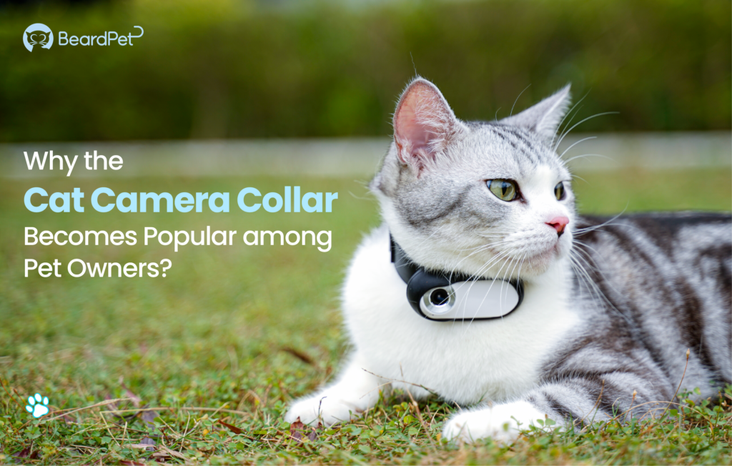 Why the Cat Camera Collar Becomes Popular among Pet Owners? - ODM&OEM ...