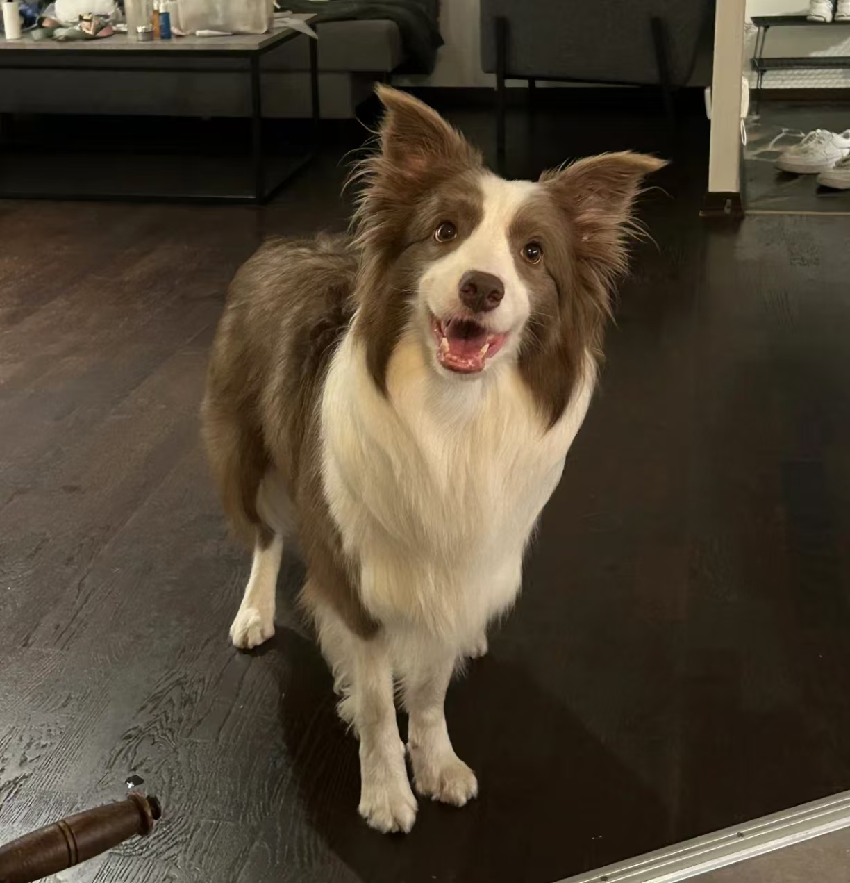 border collie