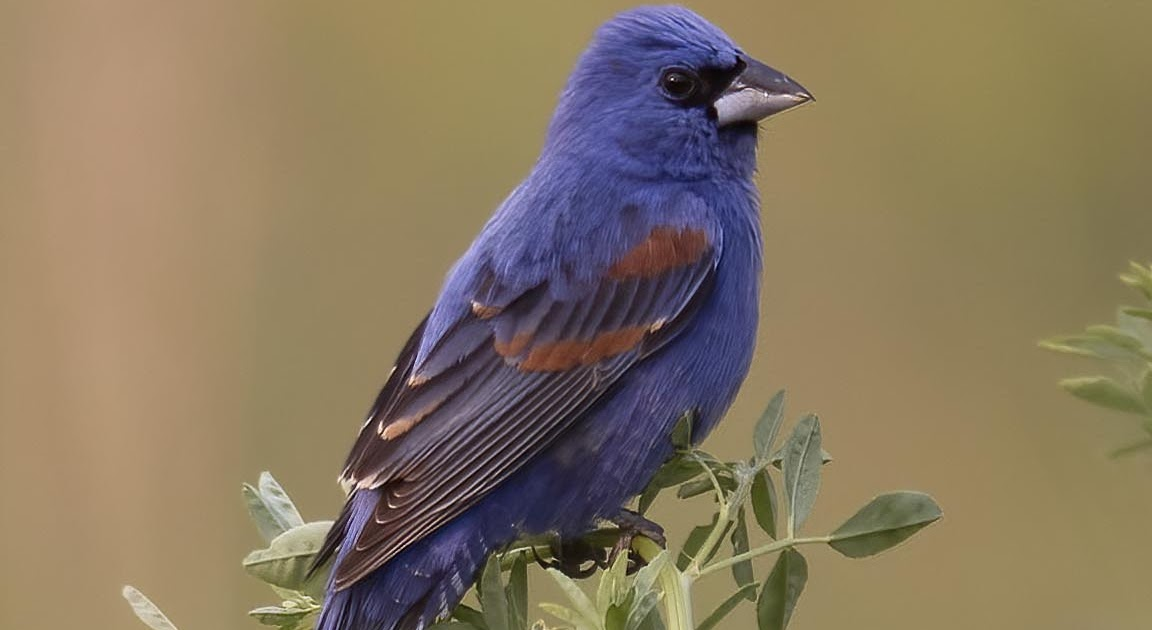 blue grosbeak