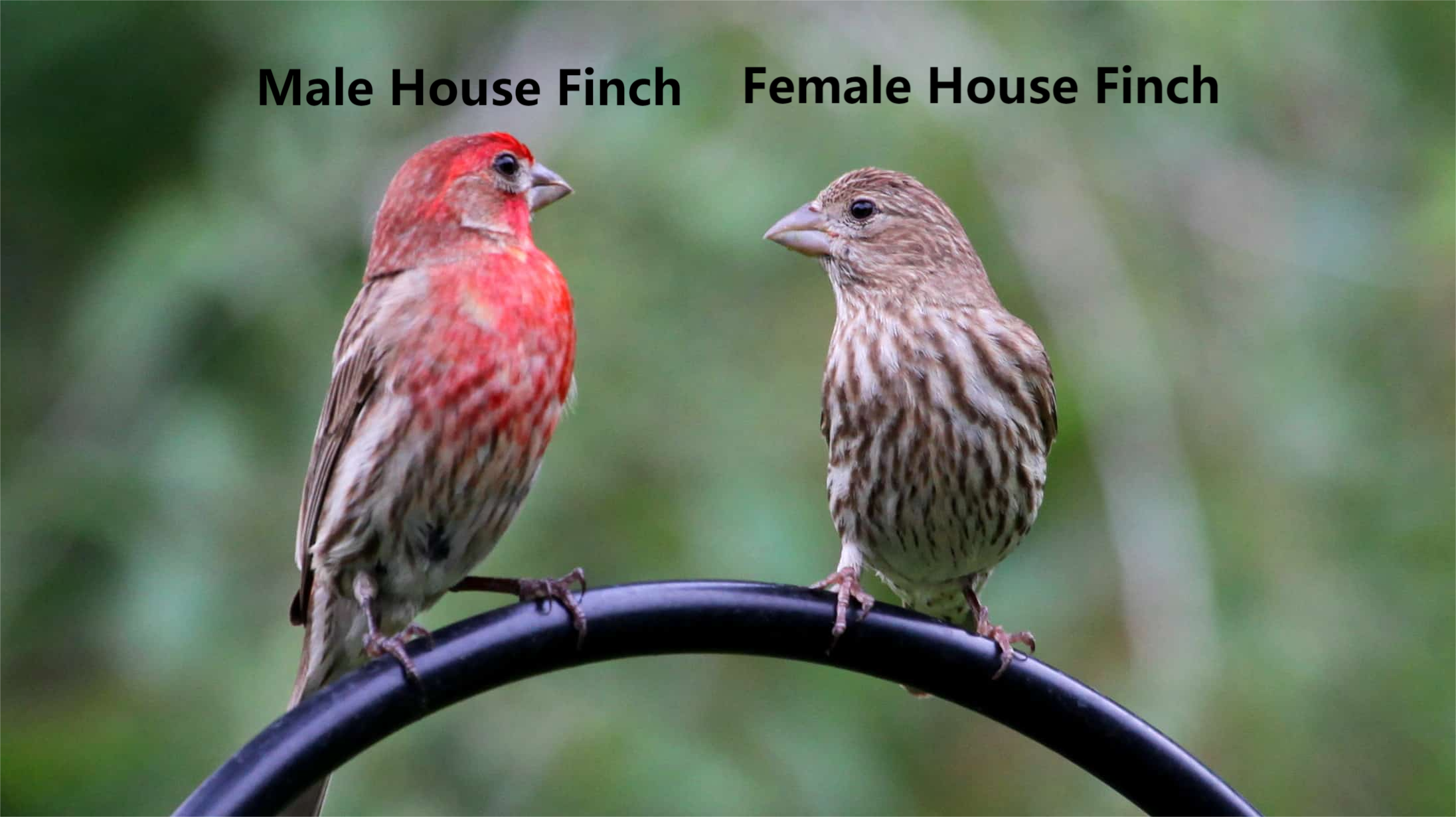 male and female house finch