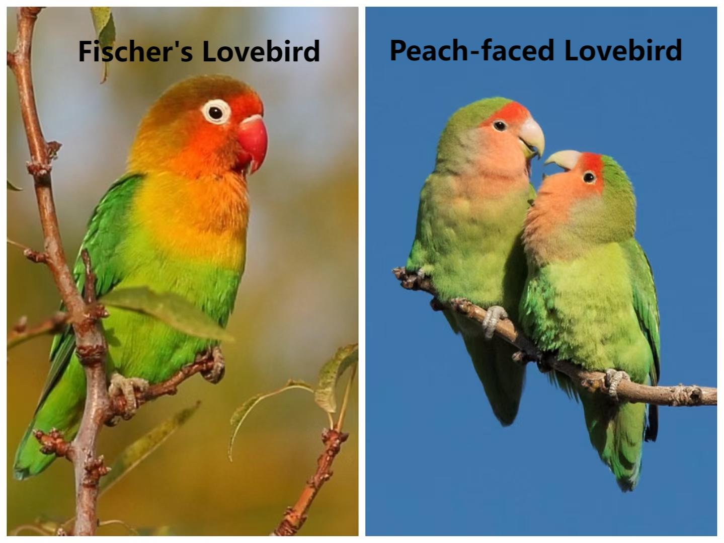 Fischer's Lovebird and Peach-faced Lovebird