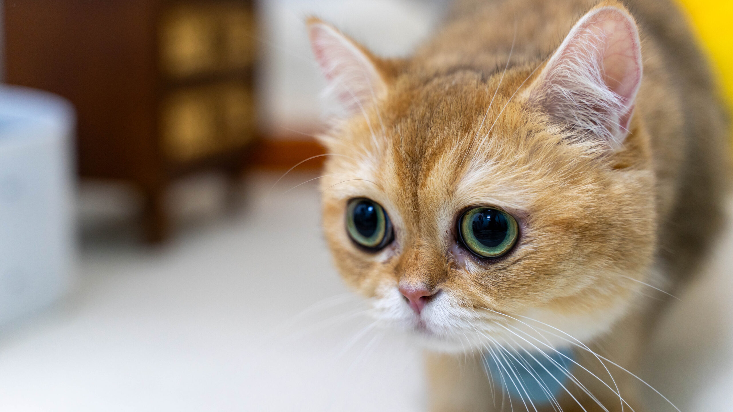 a cat