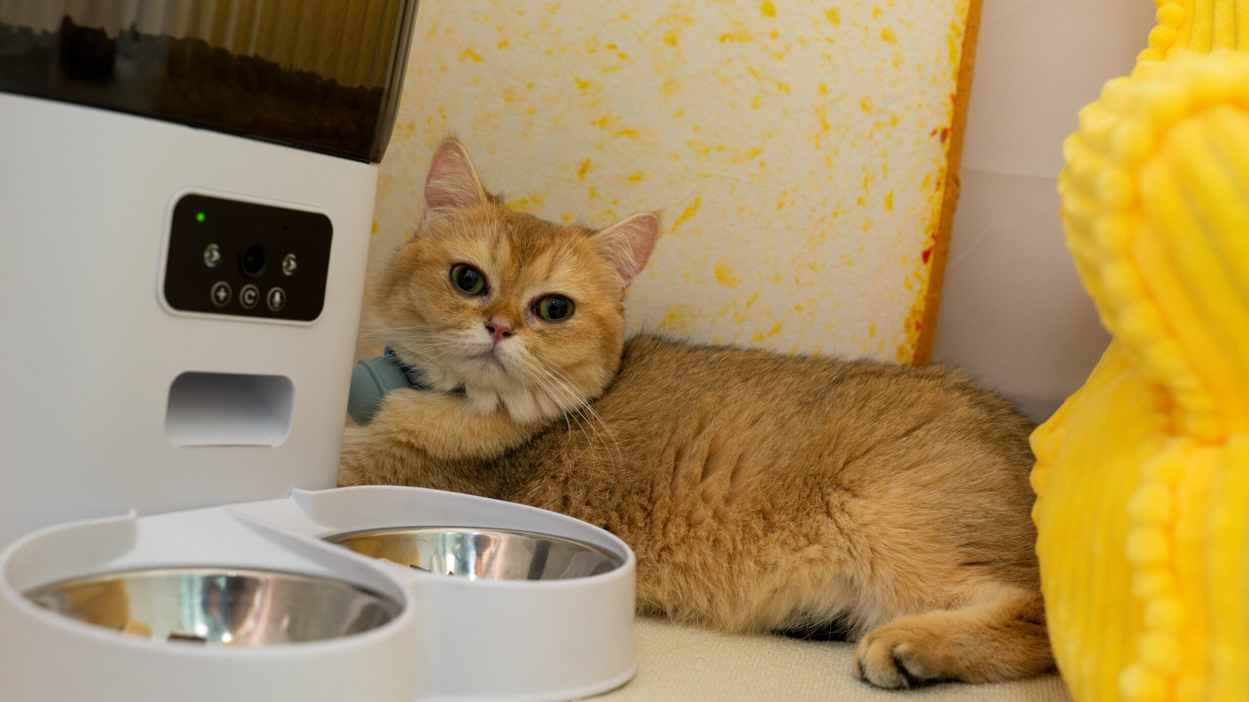 cat and Beardpet's pet feeder