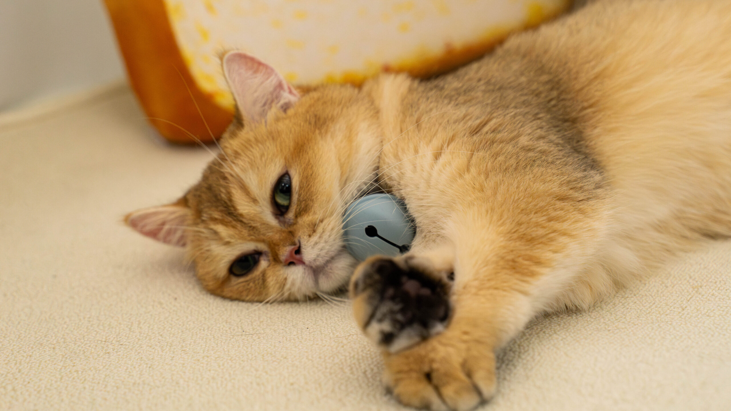 a cat