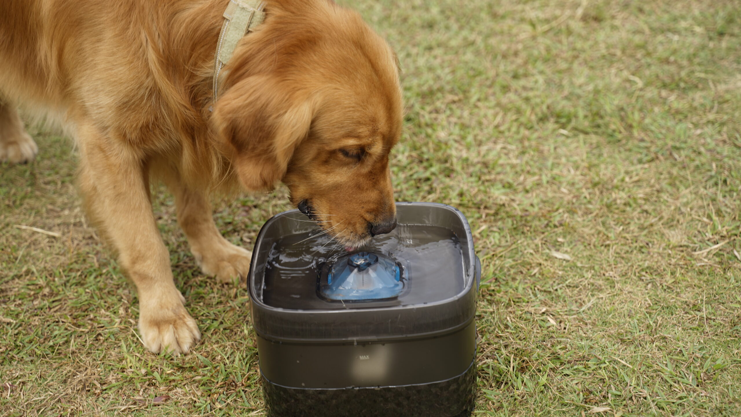 Golden Retriver drinks water from the dog water fountain