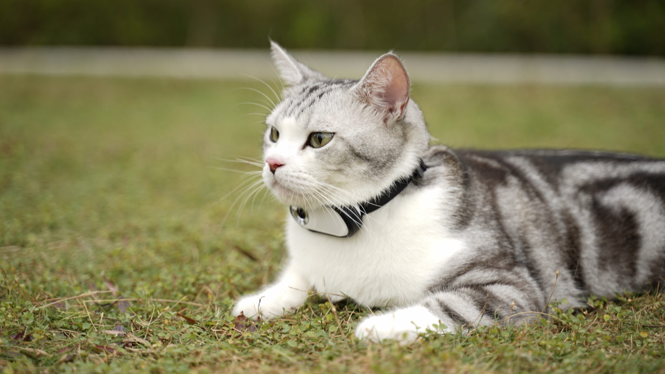 a cat wears a cat camera collar