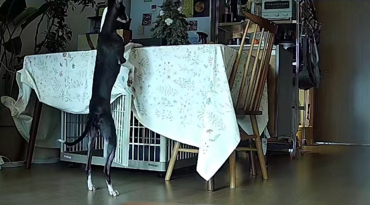 Leo stays alone in the living room