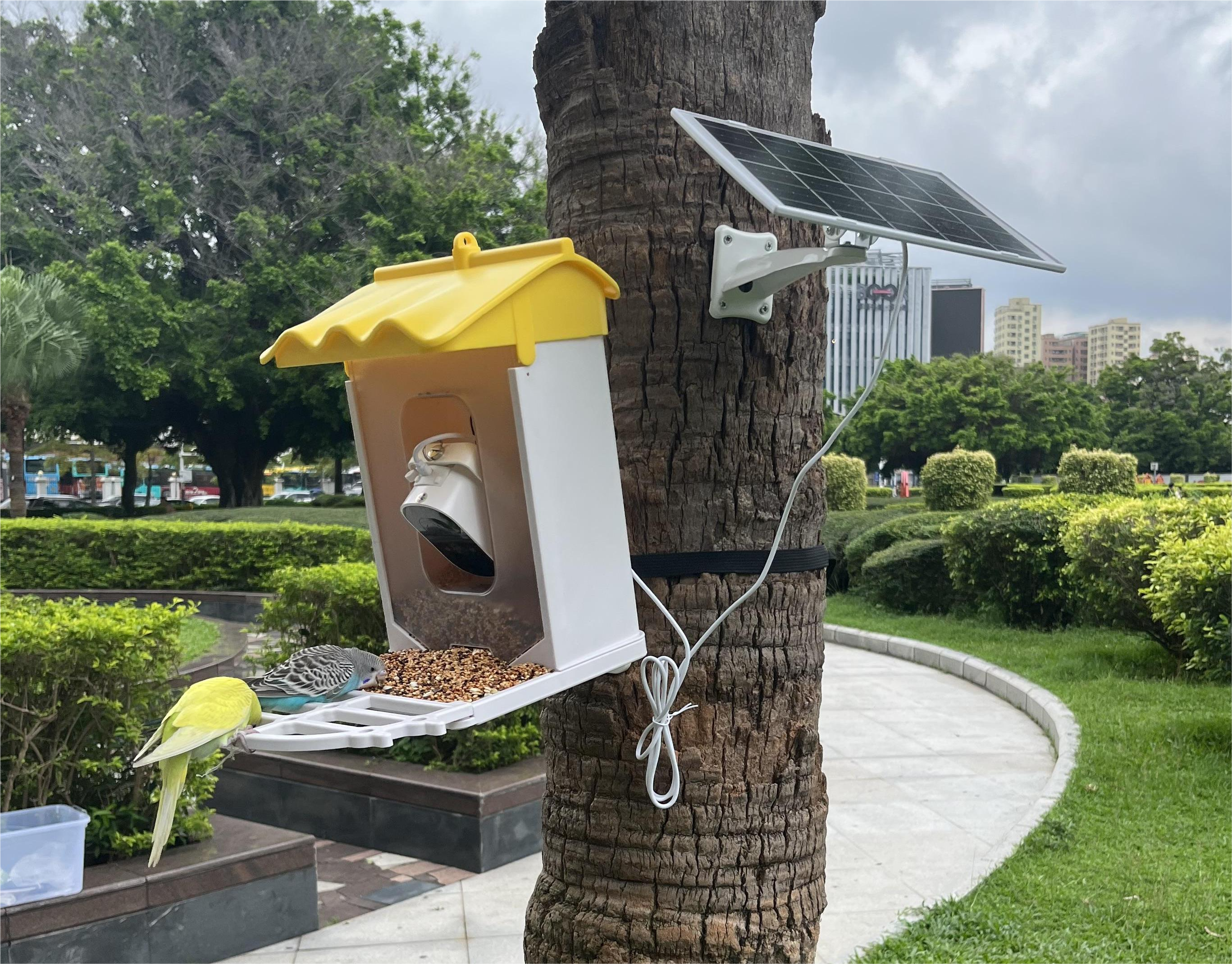 birds visit the camera feeder