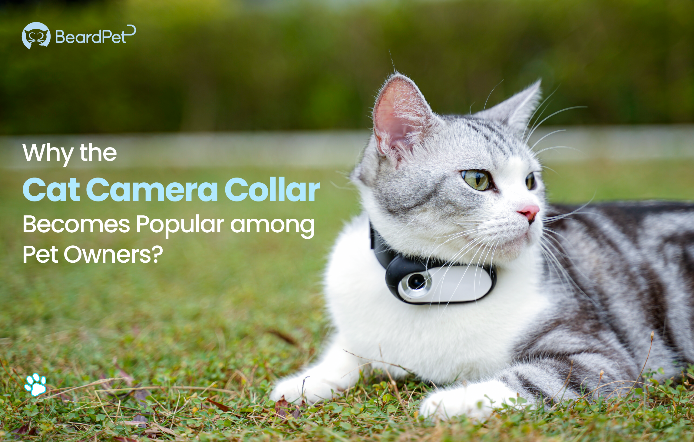 Why the Cat Camera Collar Becomes Popular among Pet Owners?