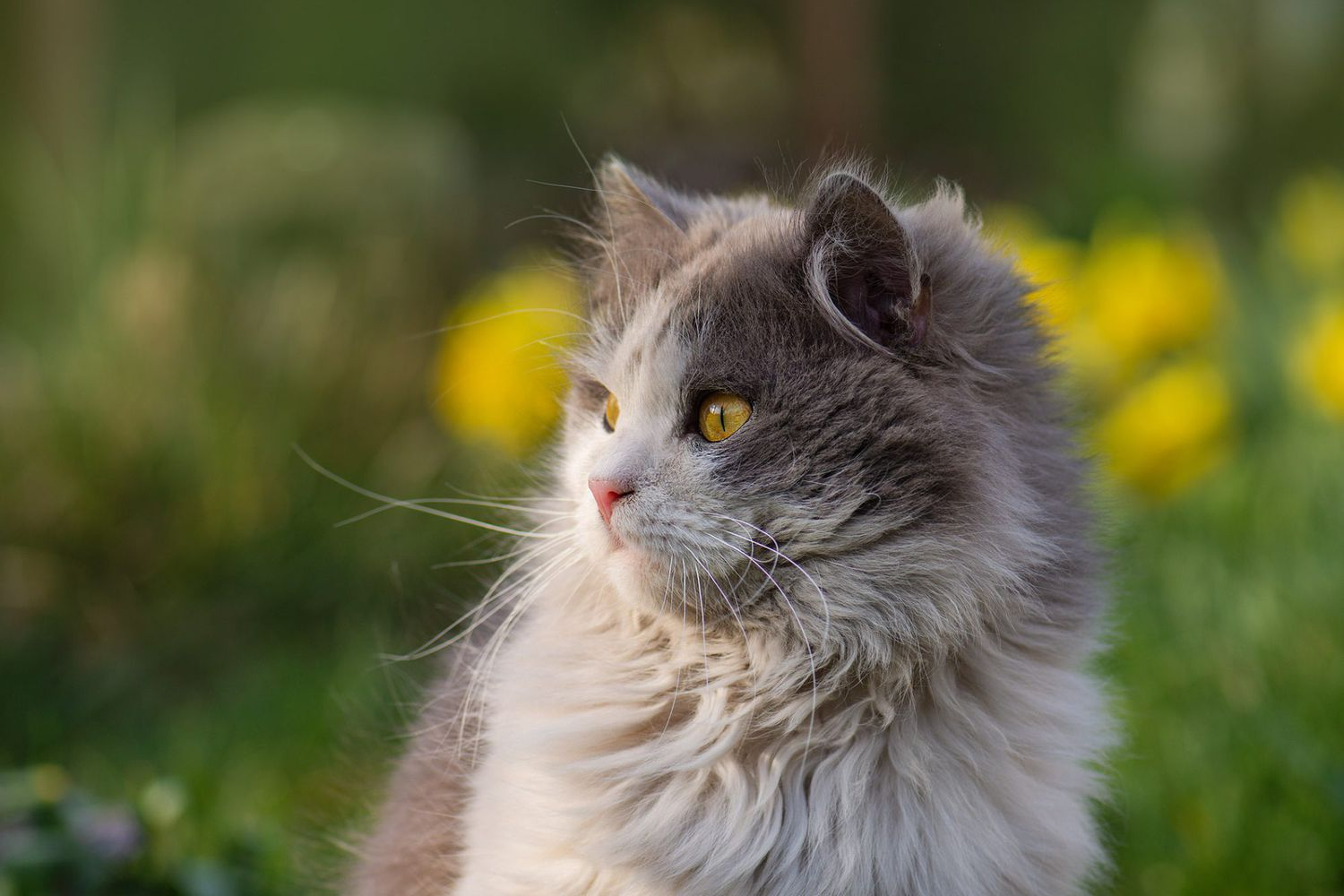 Beritish longhair cat Misty