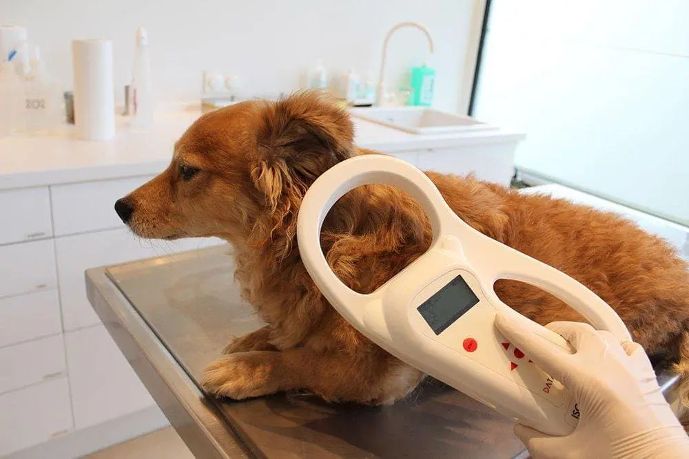 dog with microchip