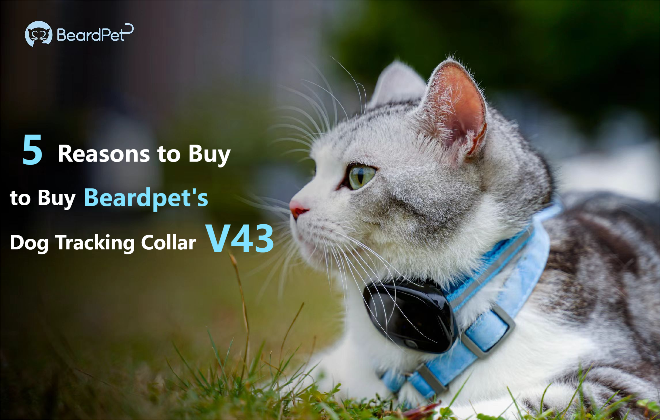 5 Key Reasons to Buy Beardpet's Dog Tracking Collar for Your Pets