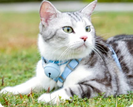 Cat Tracker Collar