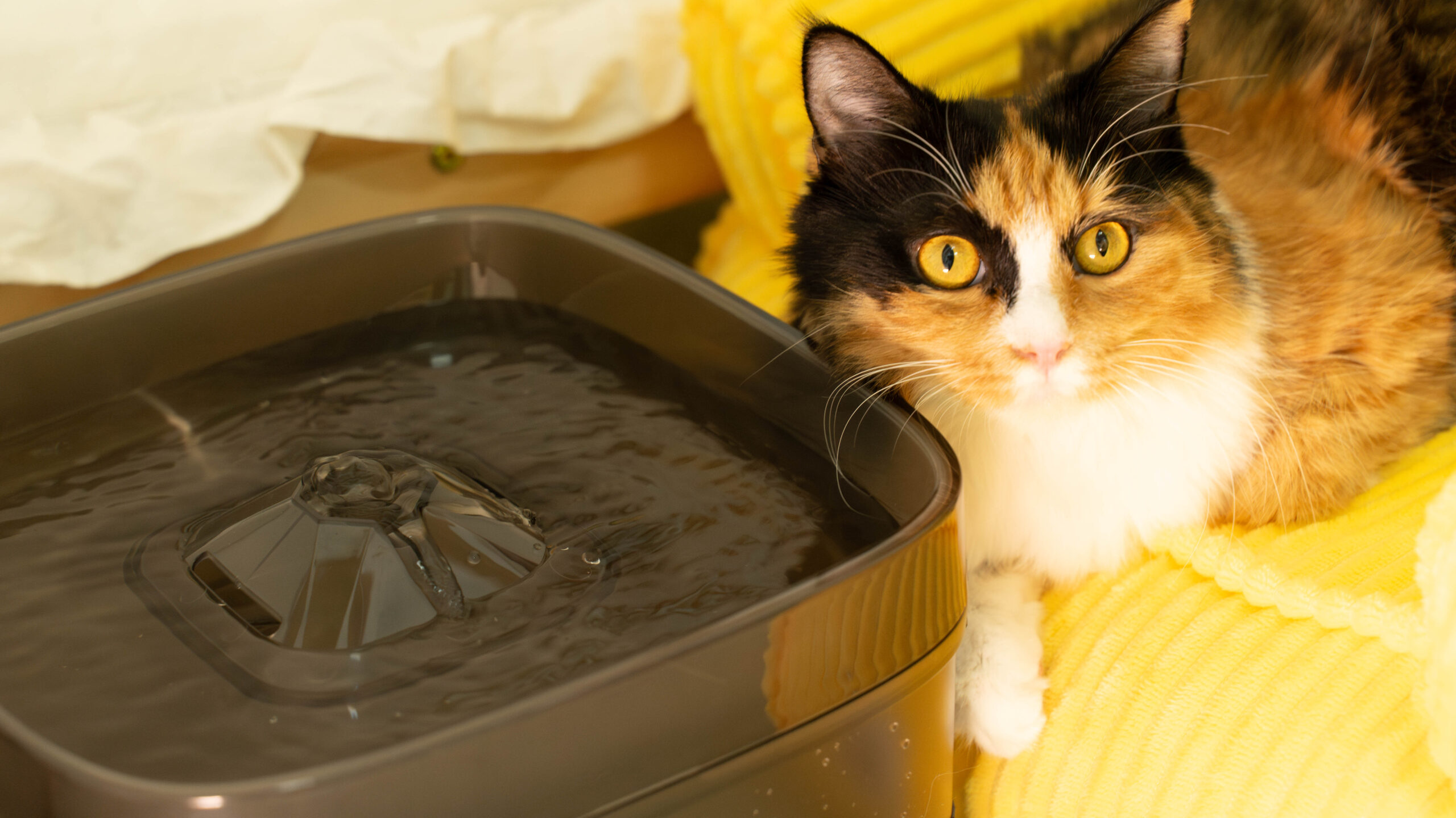 large dog water fountain is good for multi-cats families