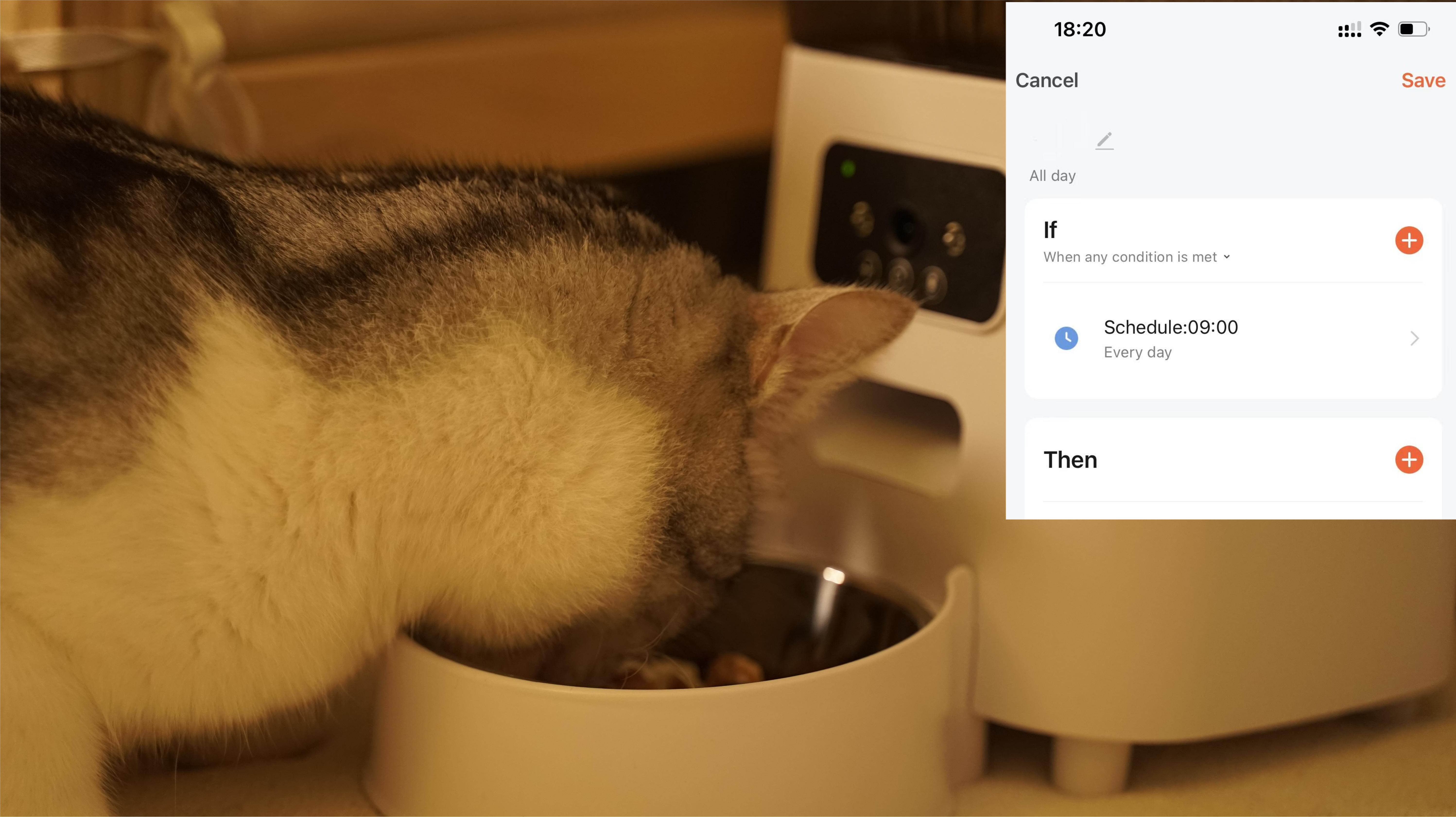 cat eats at schedule time
