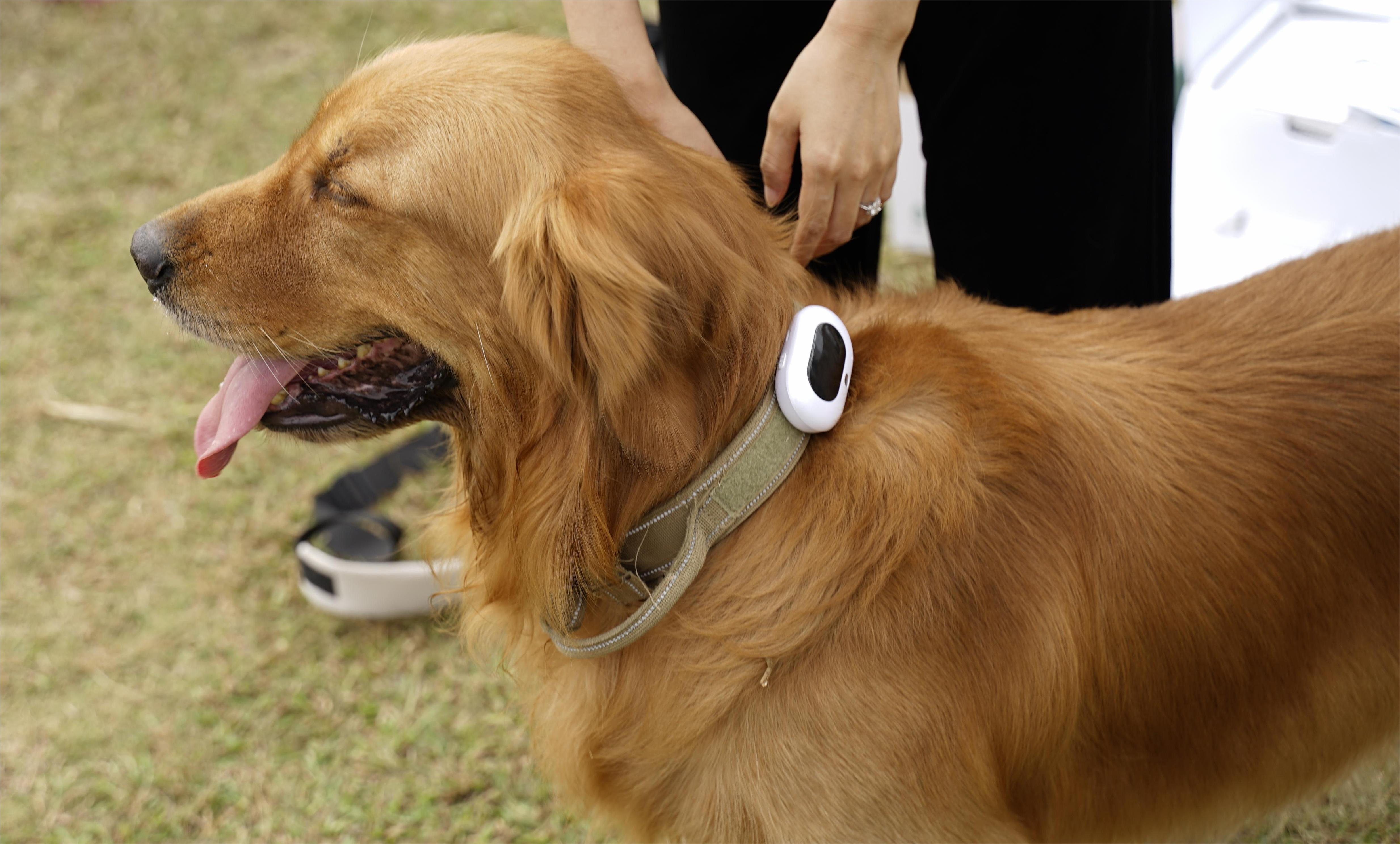 dog with a pet GPS tracker 