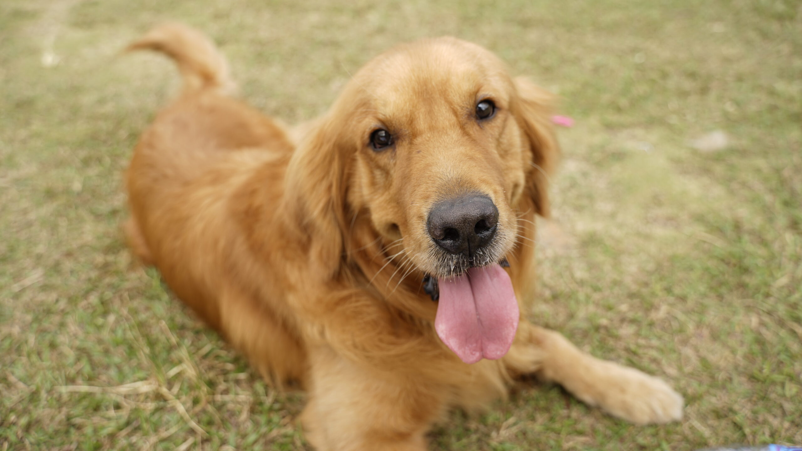 a dog in the geo fence area