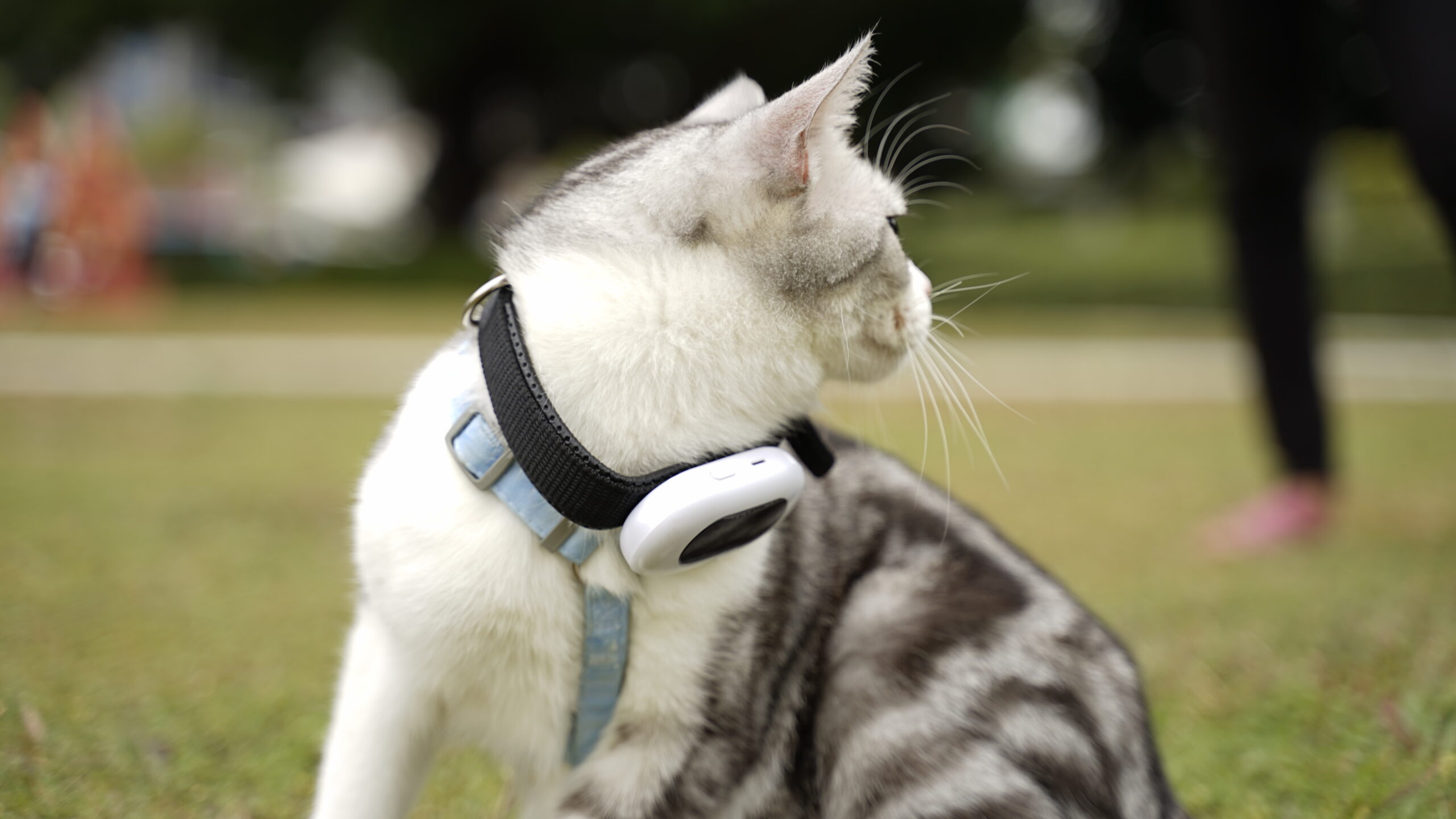 cat with a gps tracker