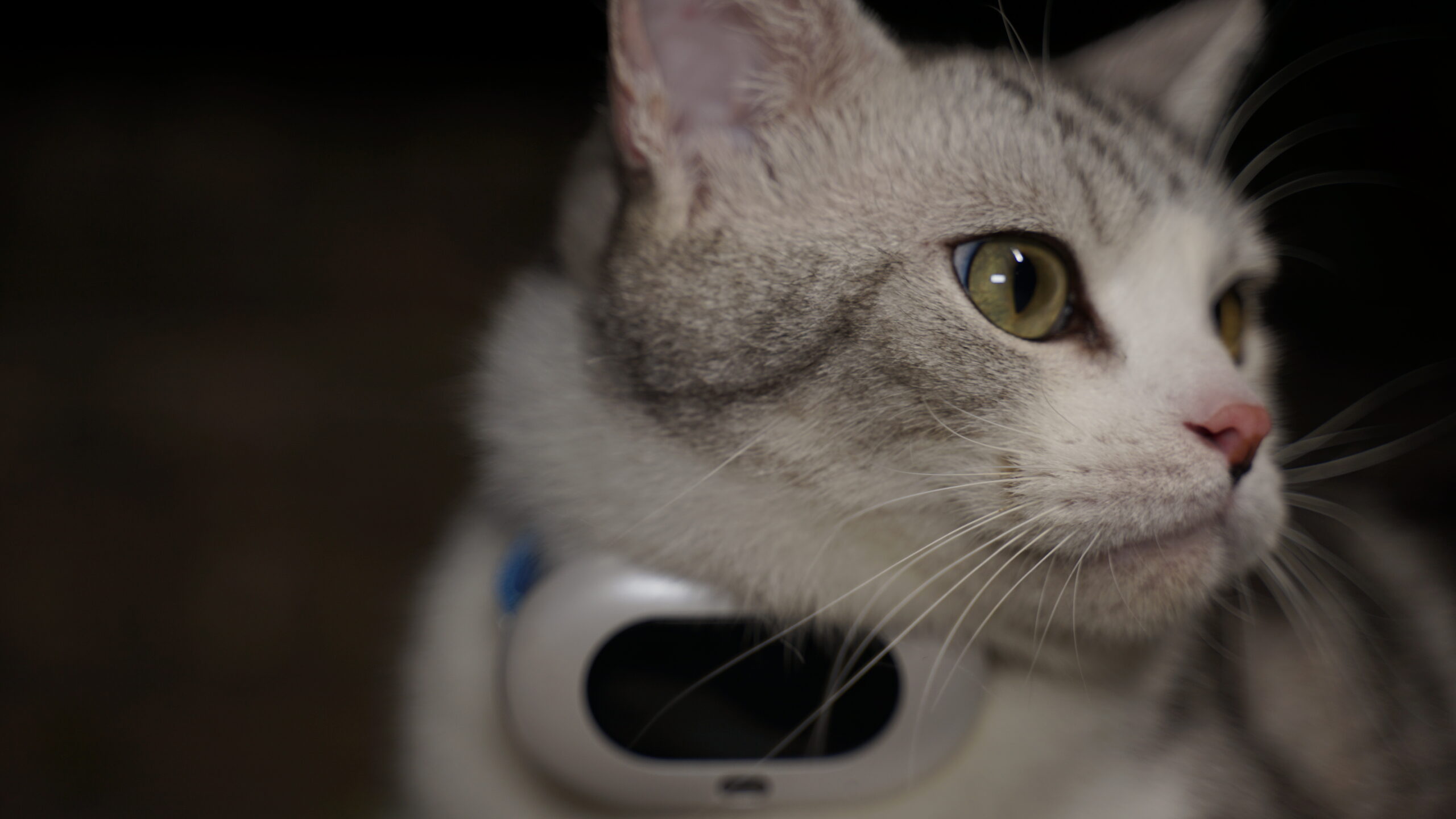 free-roaming cat with a tracker