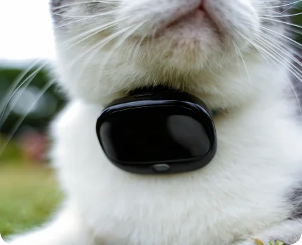 Dog Tracking Collar