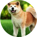 akita