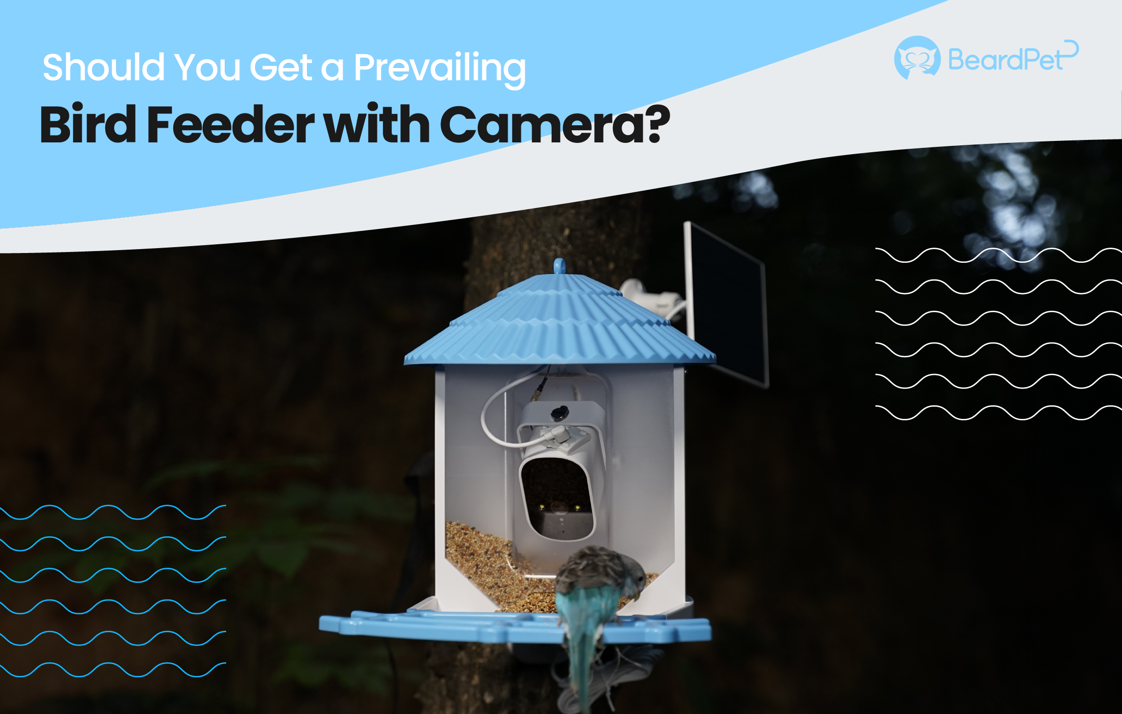 Should You Get a Prevailing Bird Feeder with Camera?