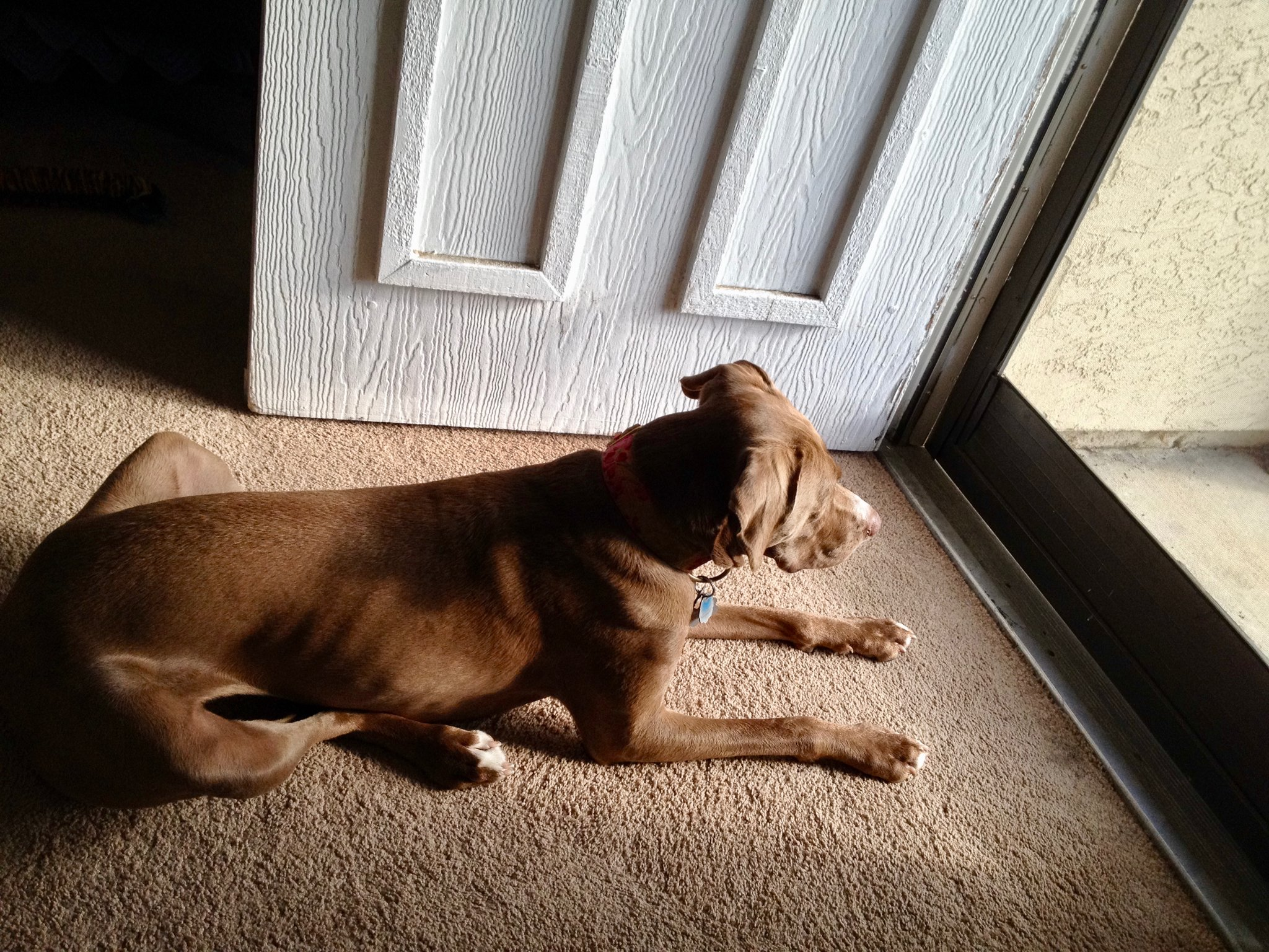 dog with separation anxiety