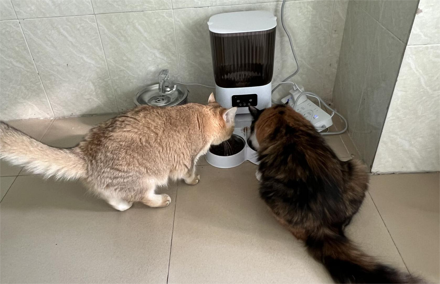 double bowl feeder can avoid food competition