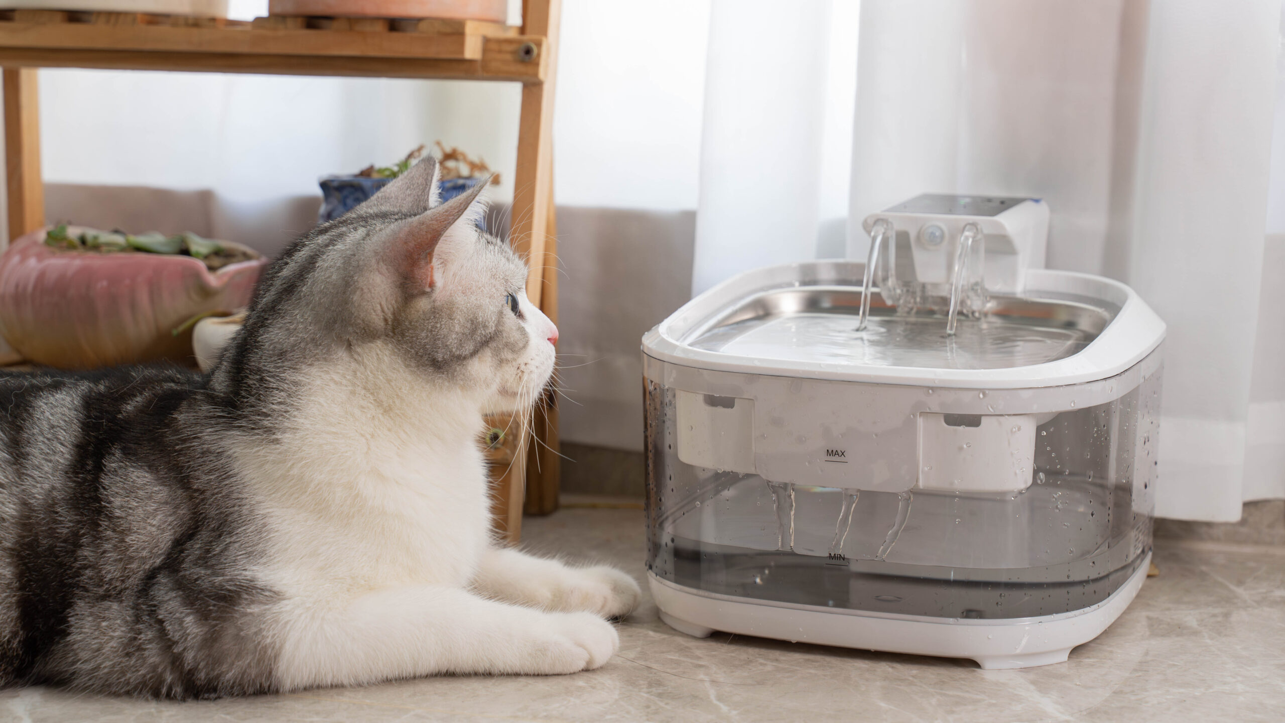 cat and his smart water dispenser