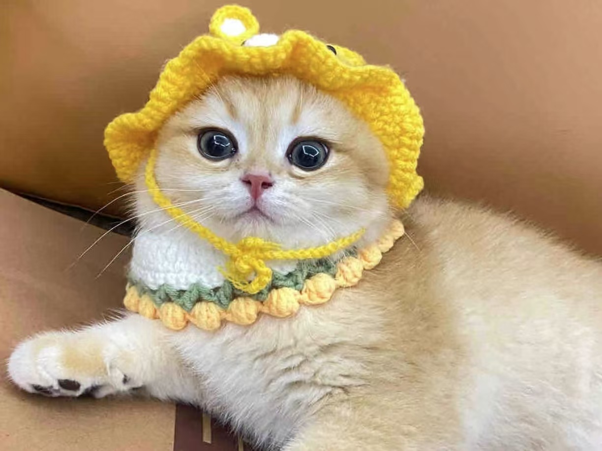 a cat