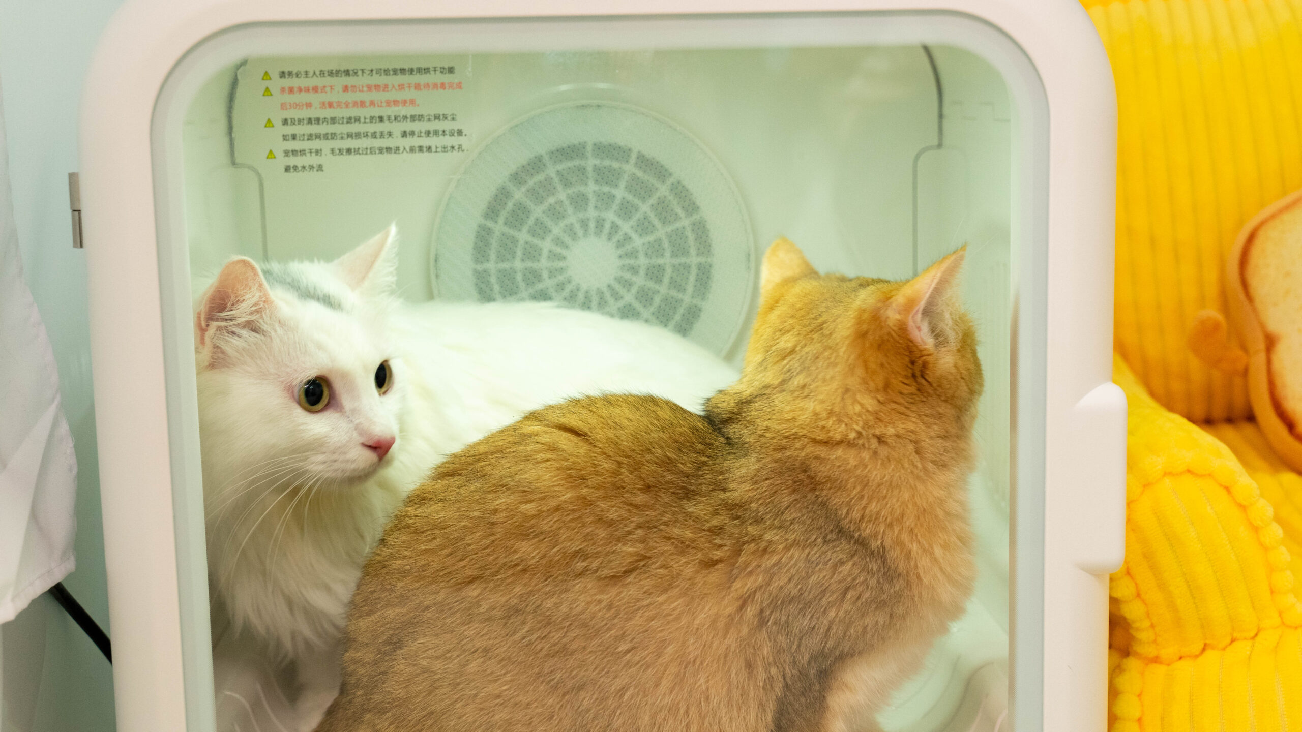 a large pet dryer box can dry two cats simultaneously
