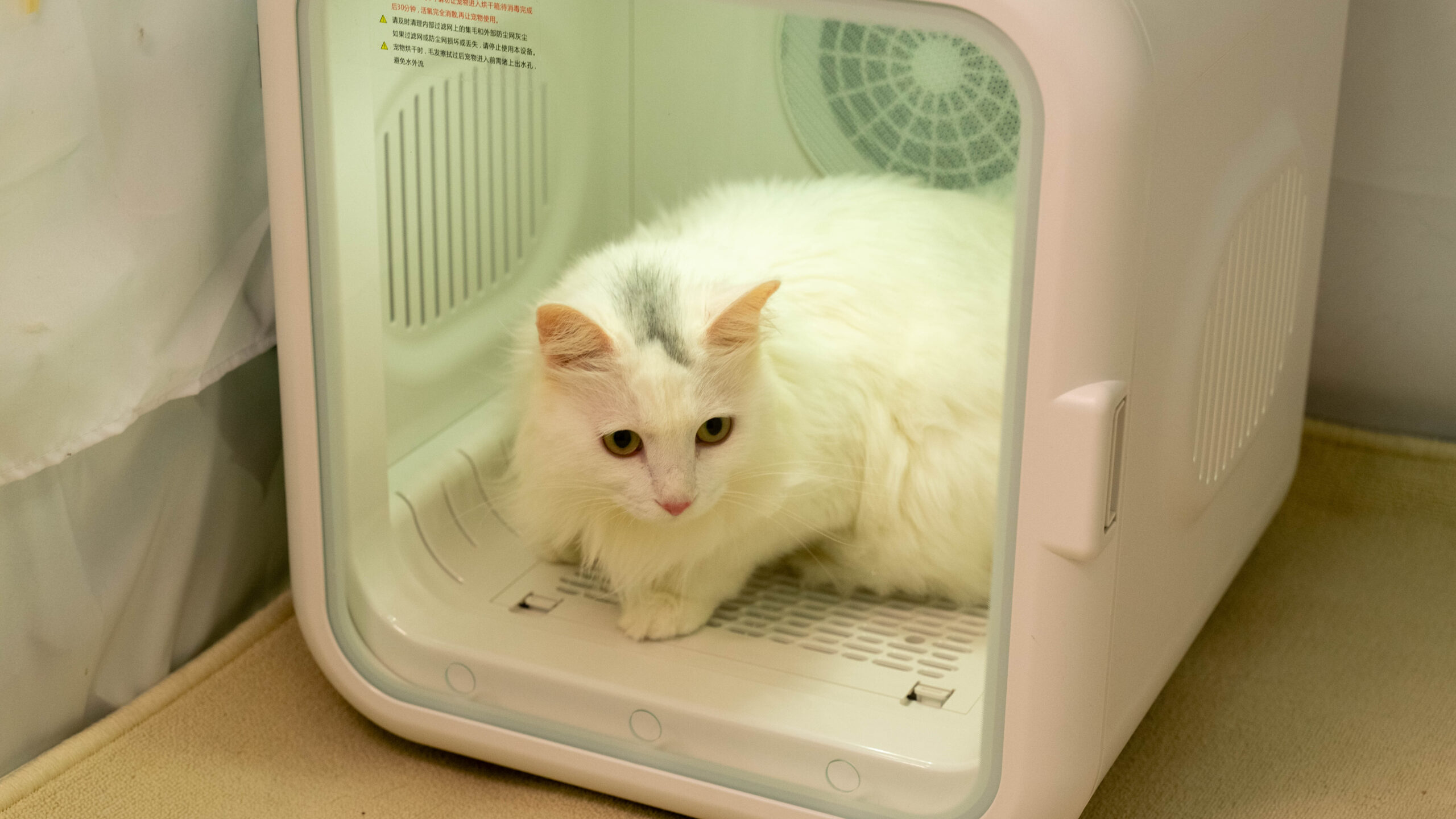 a cat in the pet dryer box