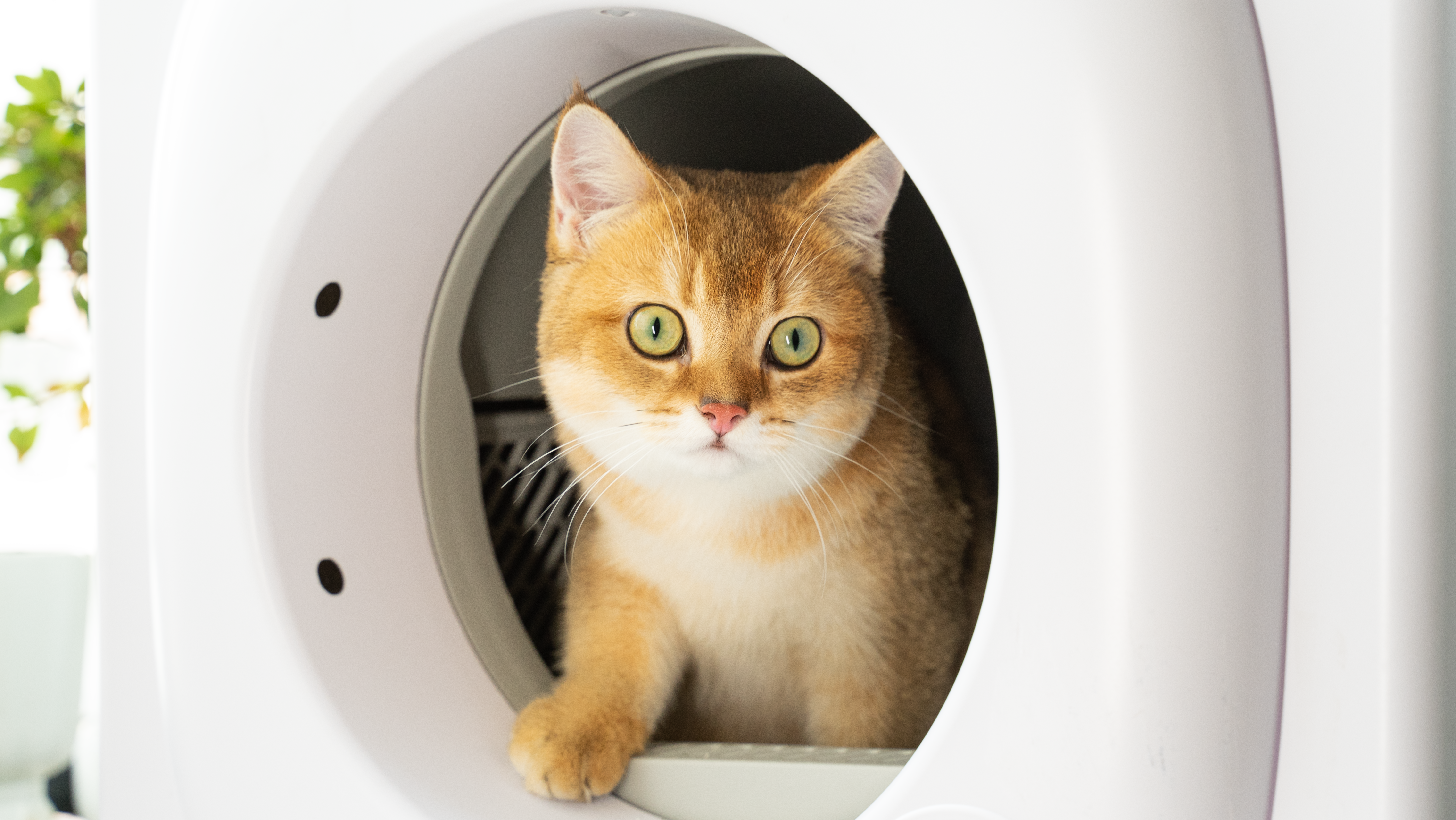 Cat starts going out from the smart litter box