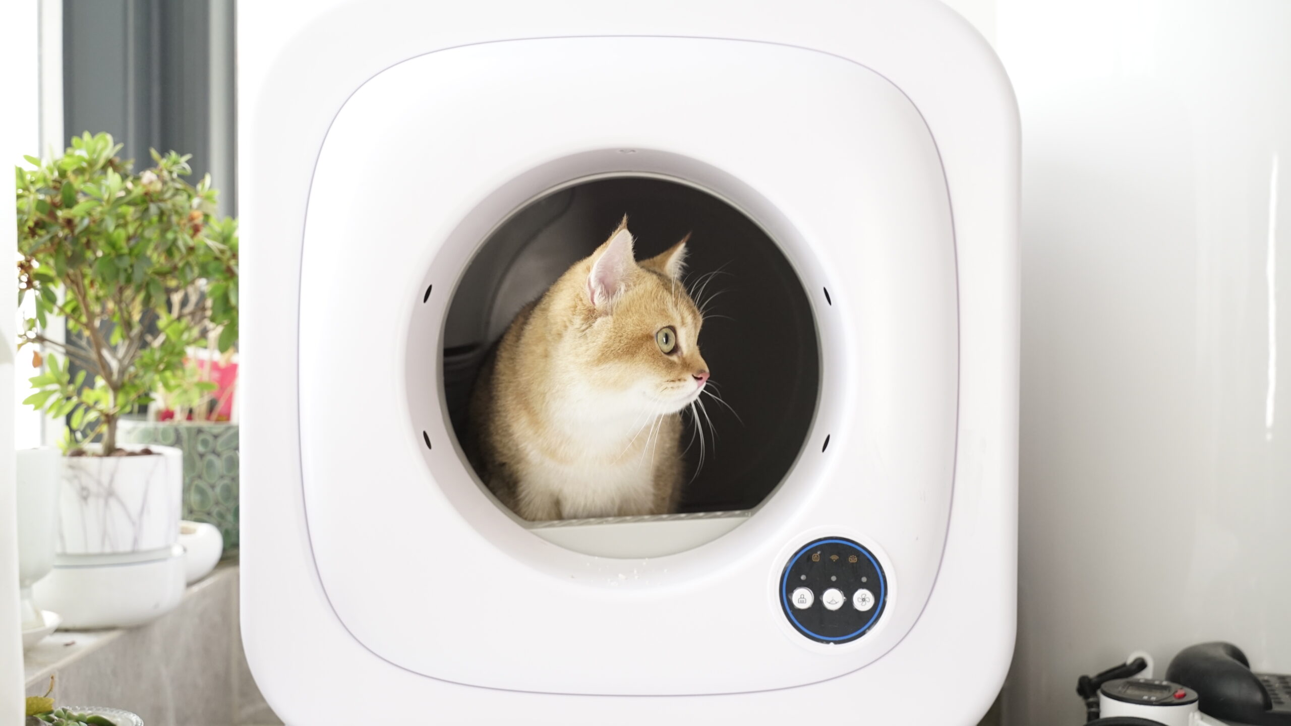 A cat in the self cleaning litter box