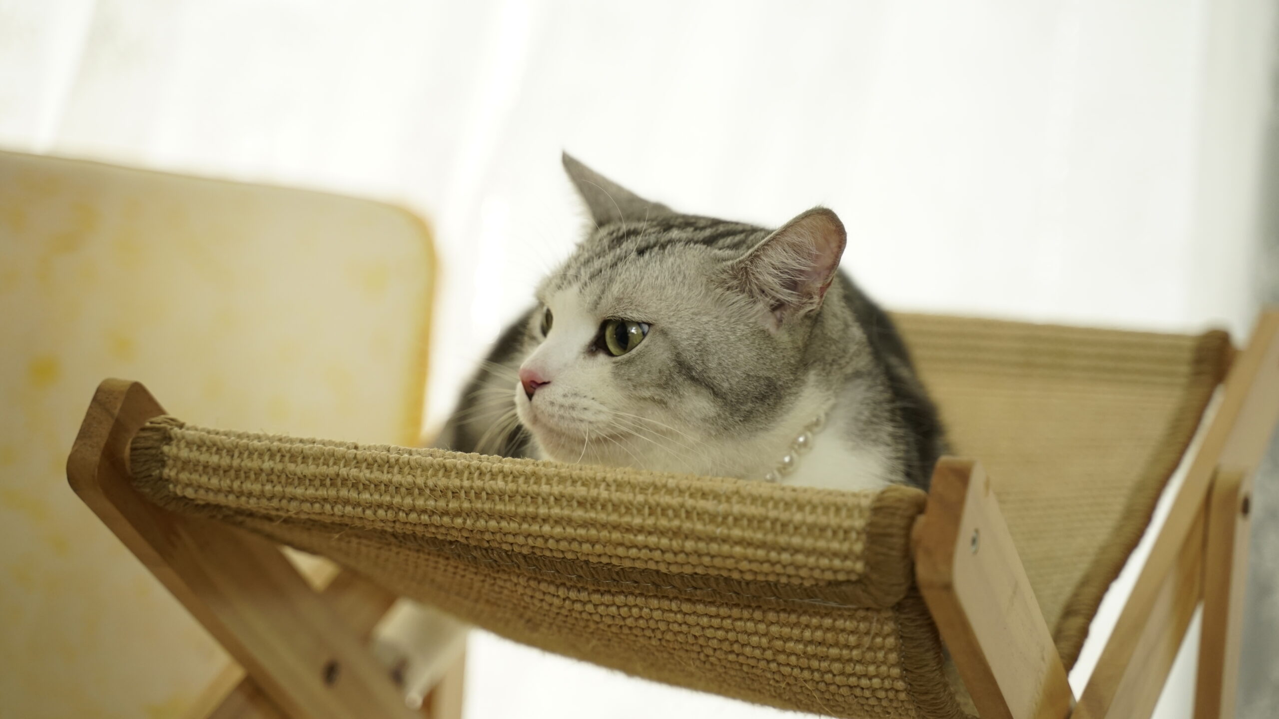 It's important to manage cat's urinary health.