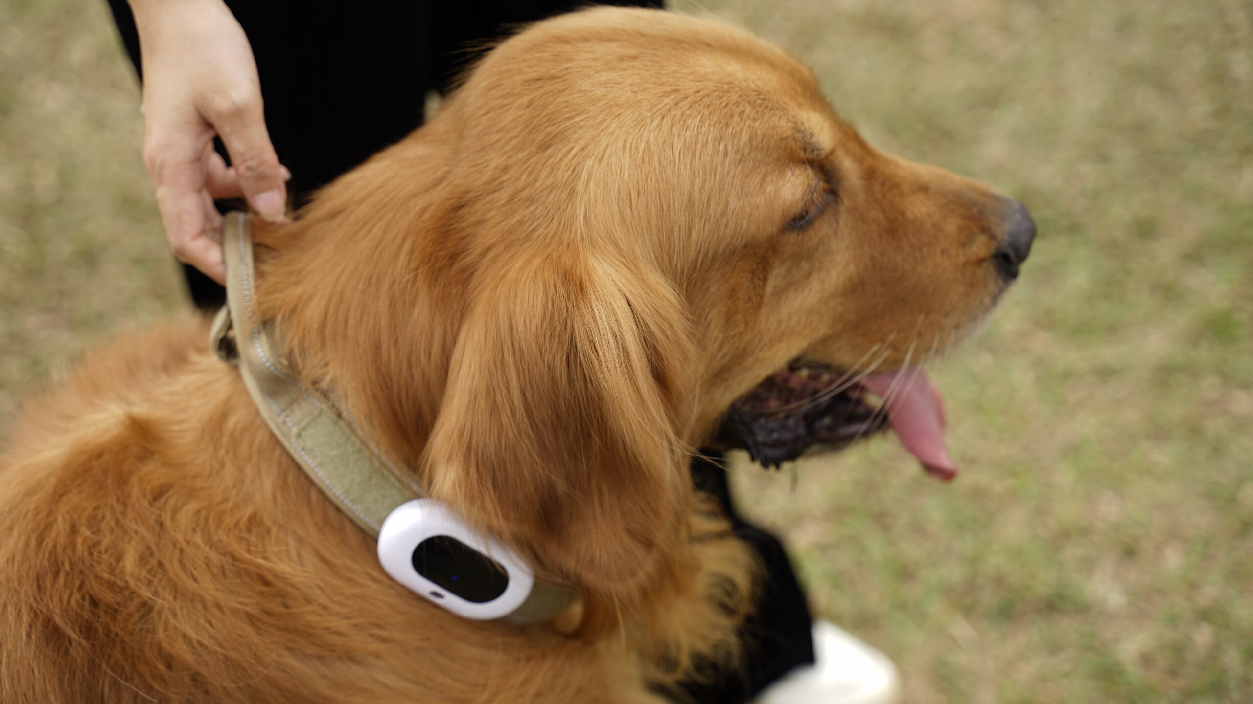 How Trackable Dog Collar Helps Locate Your Pets? - ODM&OEM Smart Pet ...