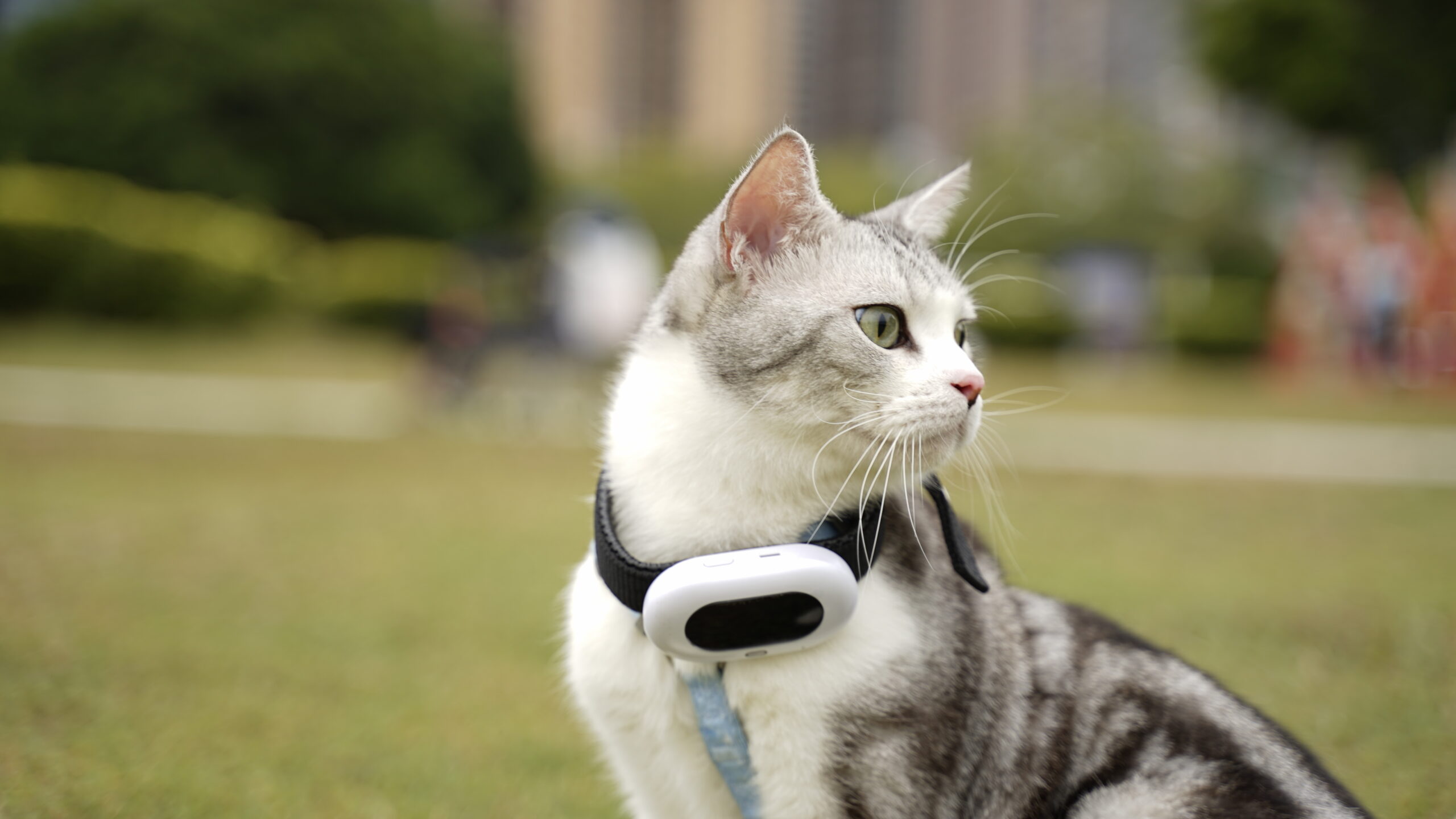 Geofencing creates a virtual boundary for pets to protect them