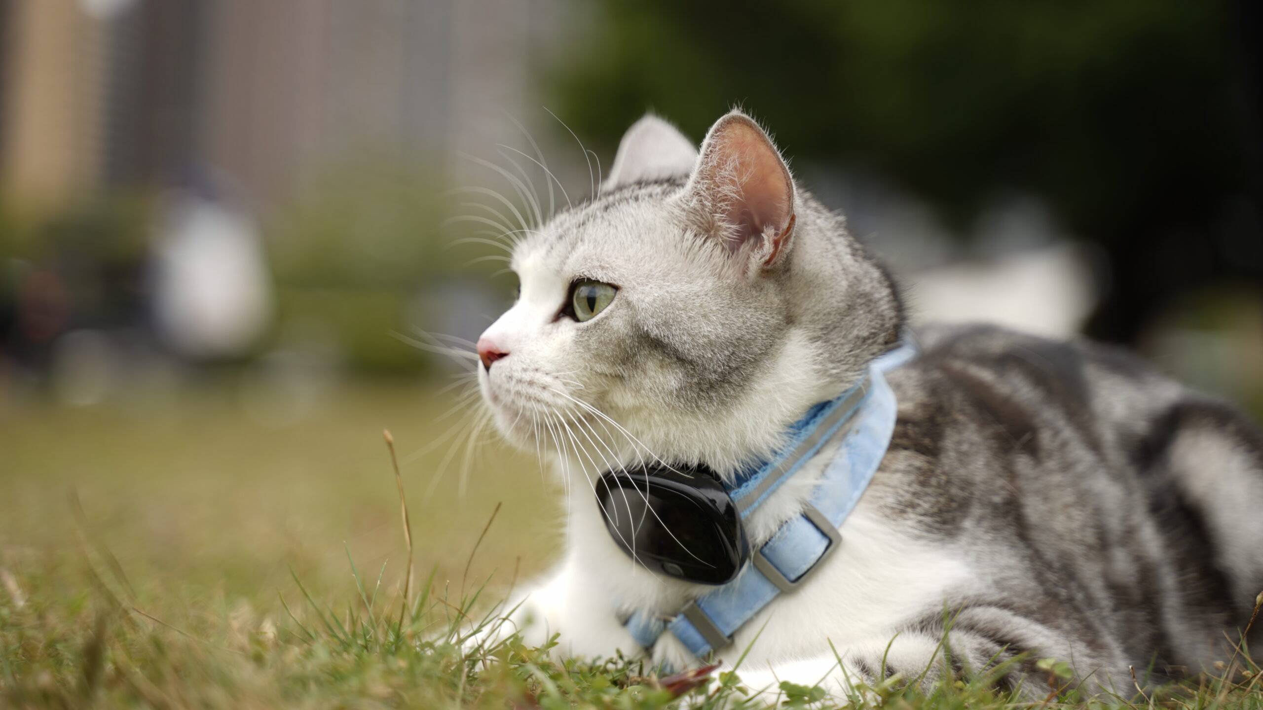 Beardpet's dog tracking collar comes with GPS and WiFi tracking