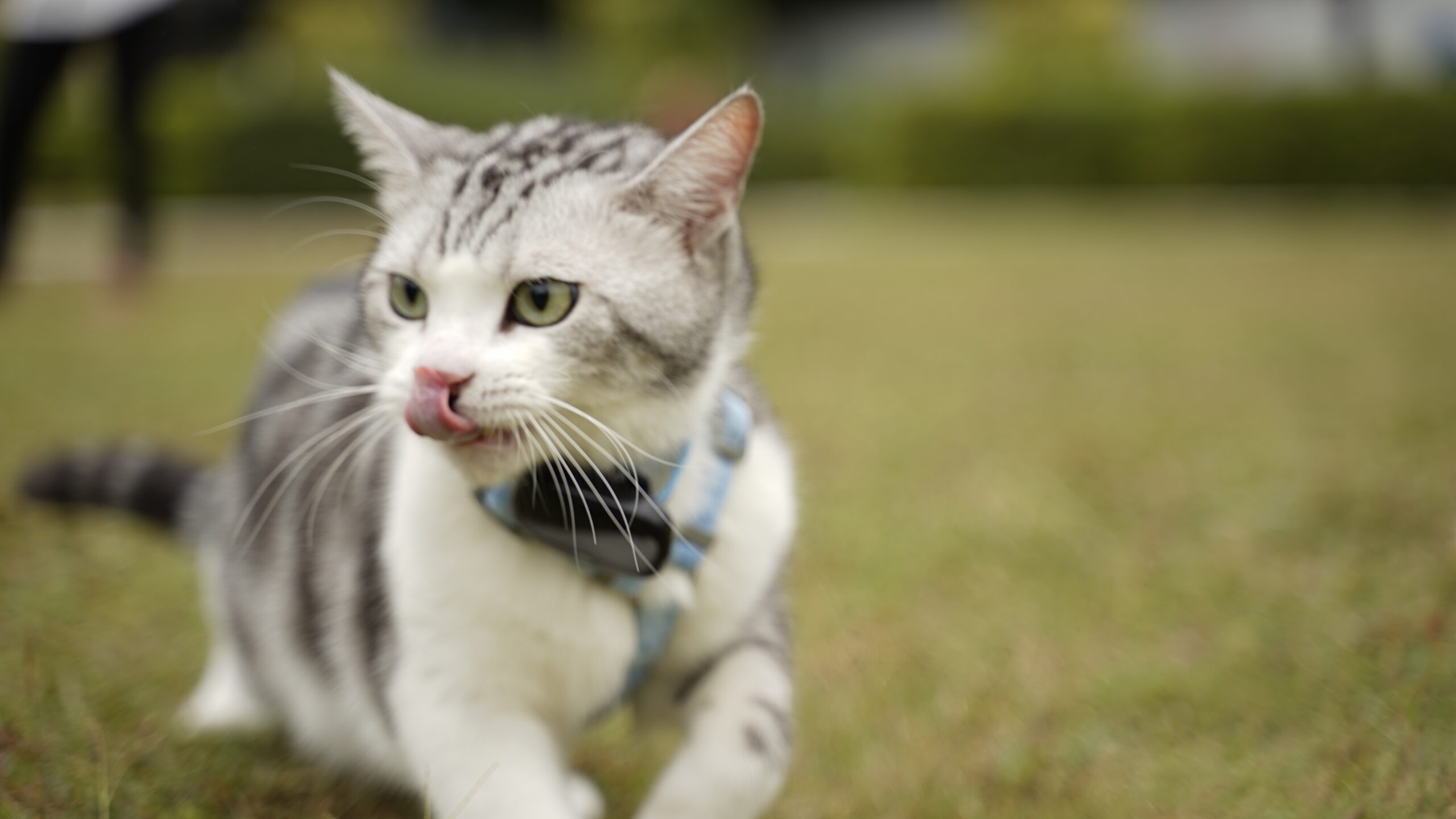 The pet's activity level will affect tracker's battery life