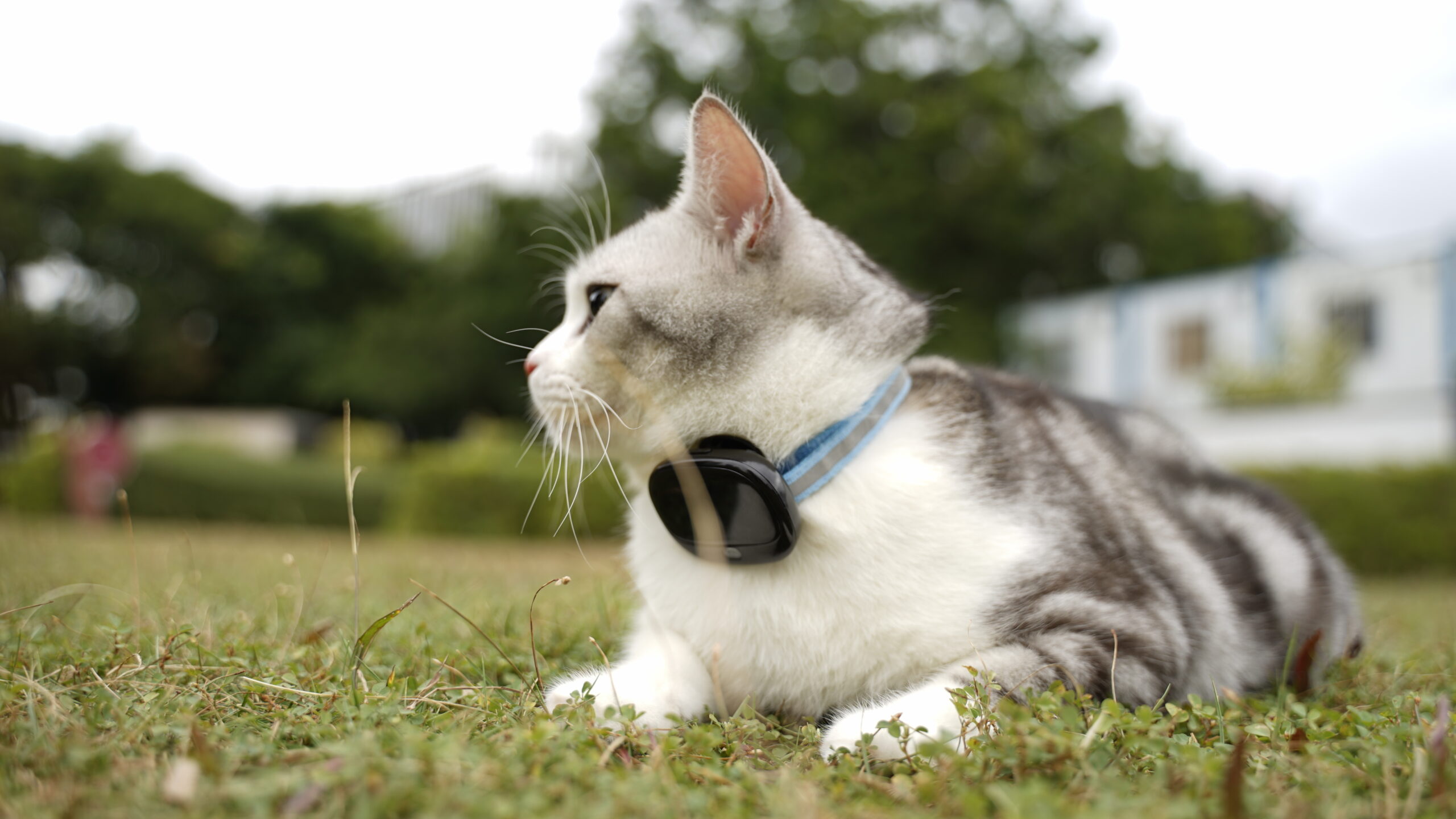 choose open spaces to improve the accuracy of the GPS tracker